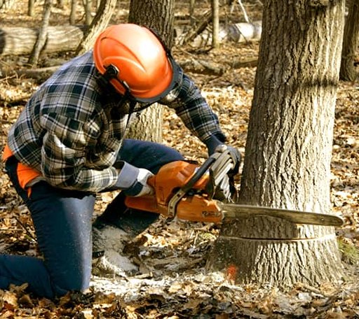 Tree Removal in Rome, OH